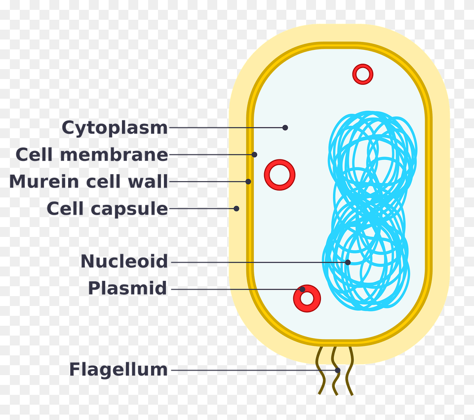 Simple Diagram Of Bacterium Clipart Png Image