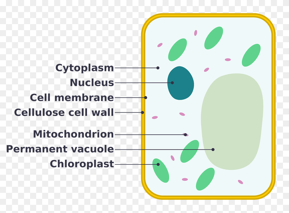 Simple Diagram Of Plant Cell Clipart Png Image