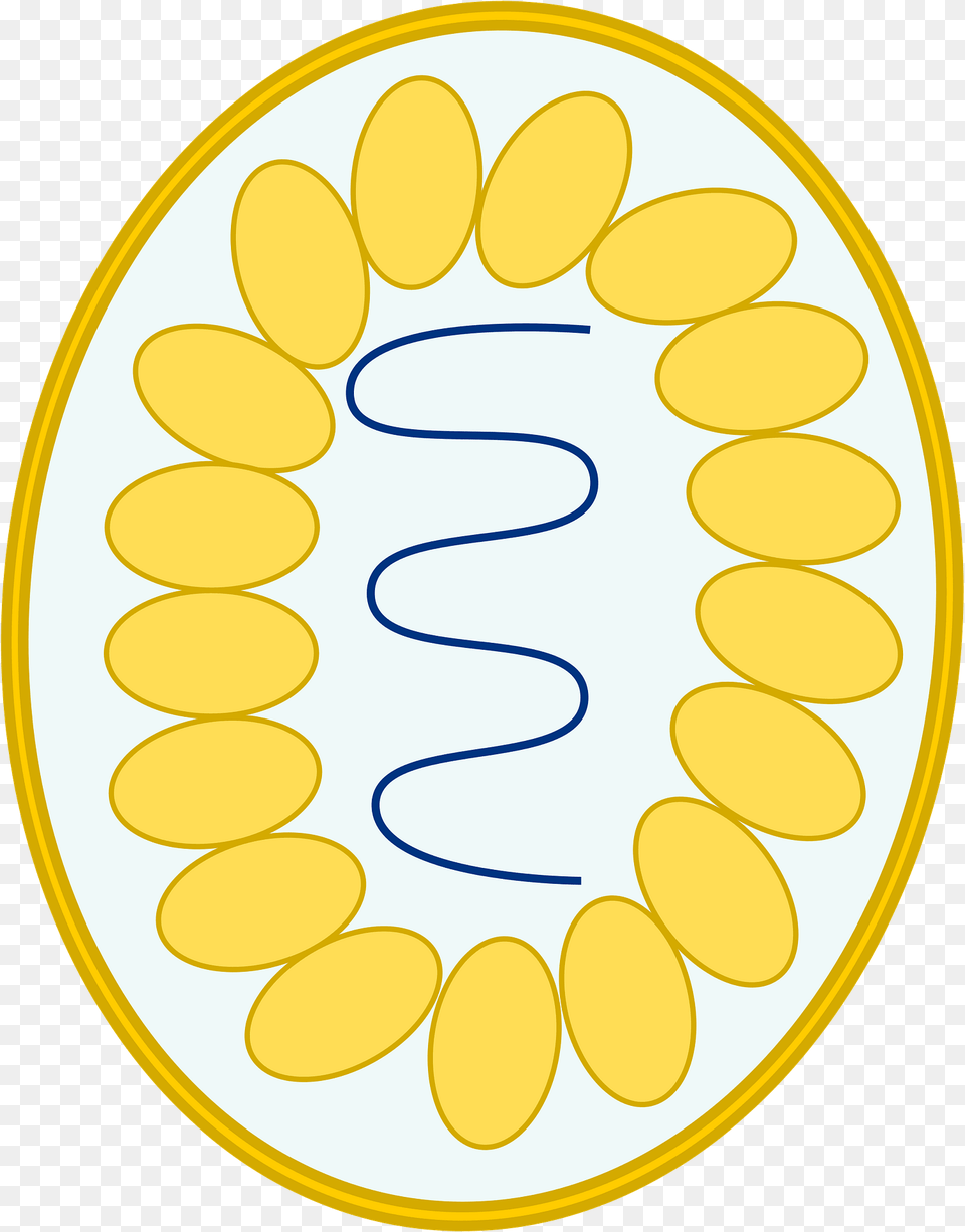 Simple Diagram Of Virus Clipart, Oval, Disk Png Image