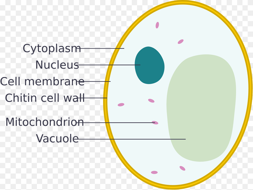 Simple Diagram Of Yeast Cell Clipart, Astronomy, Moon, Nature, Night Png Image