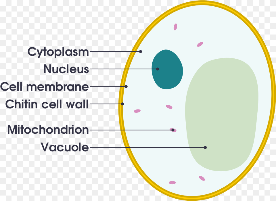 Simple Diagram Of Yeast Cell Gcse Labelled Animal Cell, Astronomy, Moon, Nature, Night Free Transparent Png