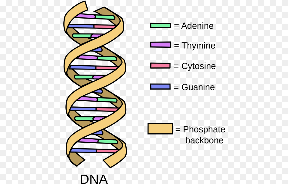 Simple Dna Structure Spiral, Coil Free Png Download