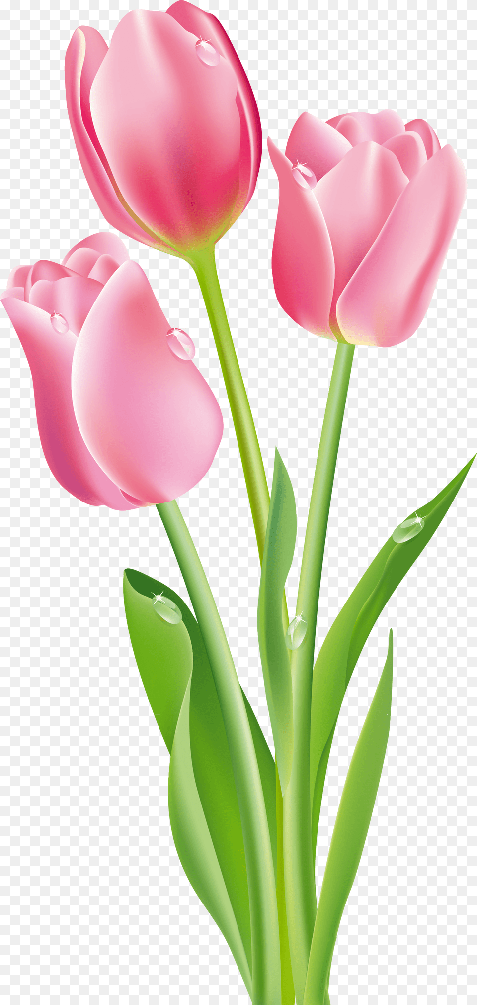 Simple Doodle Red Tulip Te Flower Seamless Background Tulip Flower Clipart, Plant Free Png