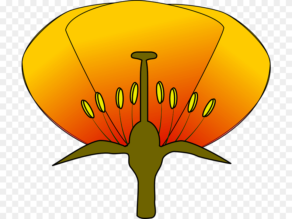 Simple Flower Diagram Clipart Diagram Of A Flower Unlabeled, Anther, Petal, Plant, Lighting Png Image