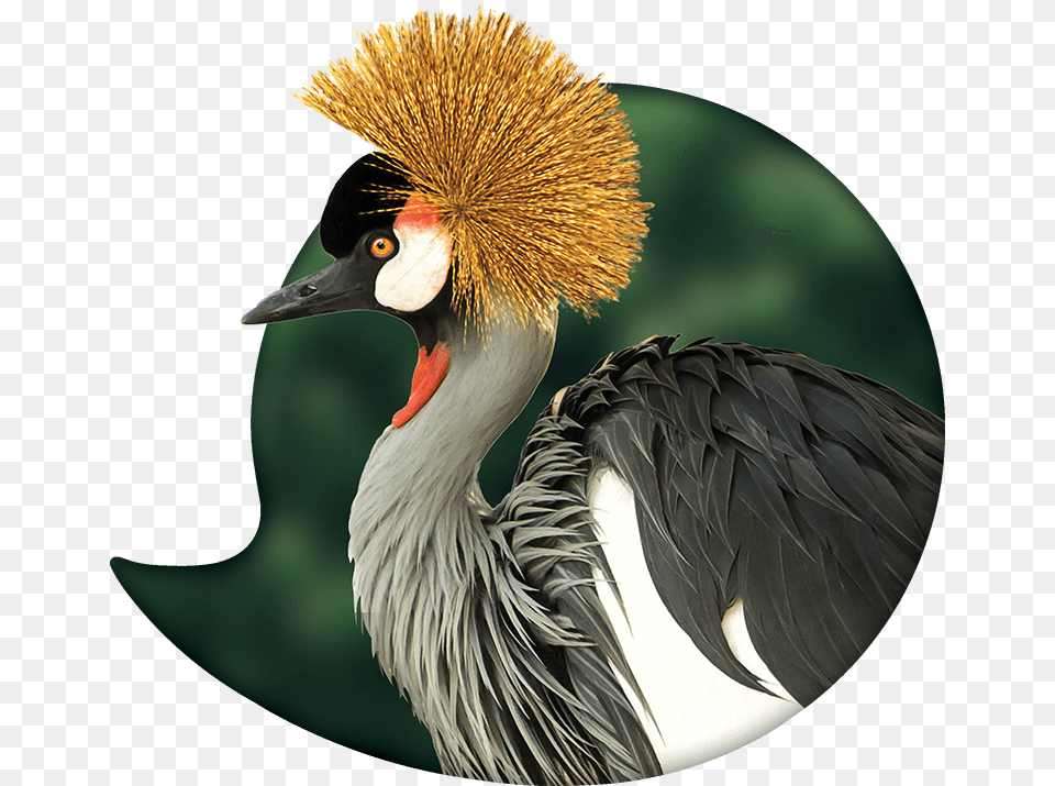 Simple Fun With Immediate Results Utalk Luganda, Animal, Bird, Crane Bird, Waterfowl Free Transparent Png
