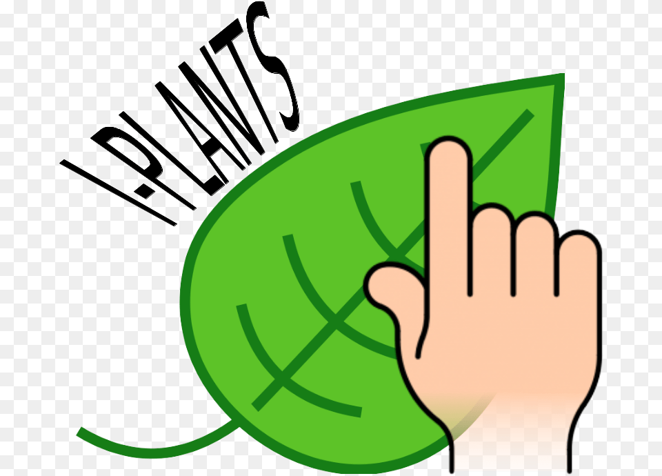 Simple Green Leaf Drawing Clipart Download Leaf Clip Art, Plant, Food, Fruit, Produce Free Transparent Png