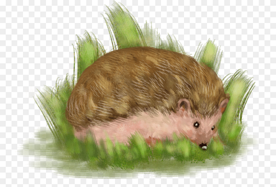 Simple Hand Drawn Hedgehog Animal And Psd Punxsutawney Phil, Mammal, Rat, Rodent Png