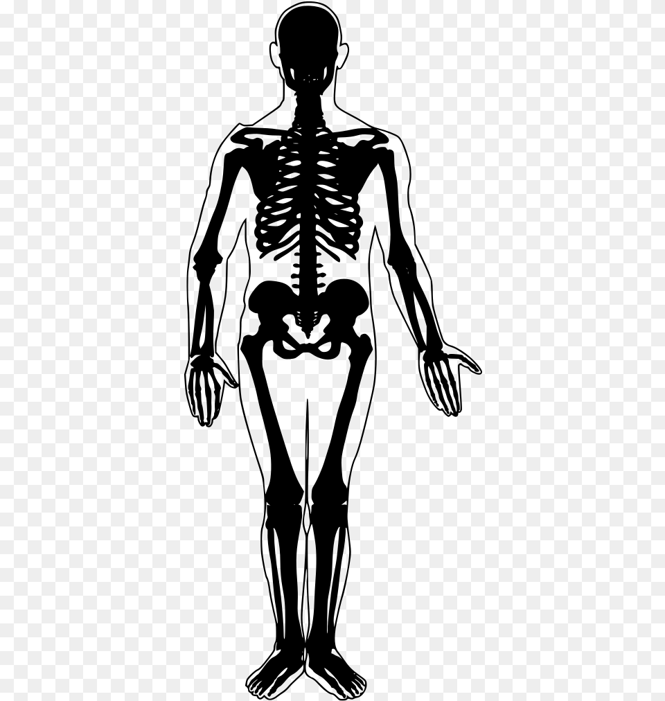 Simple Human Skeleton, Gray Free Transparent Png