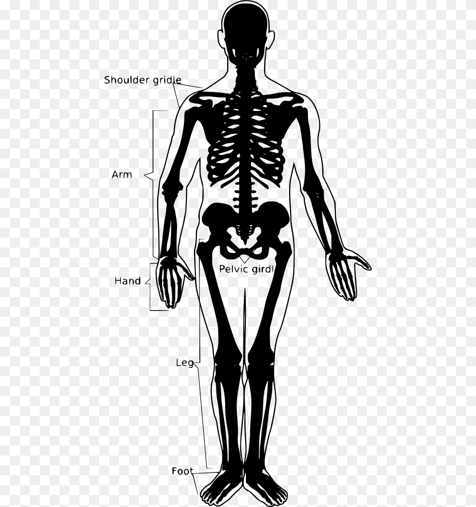 Simple Human Skeleton, Gray Free Transparent Png