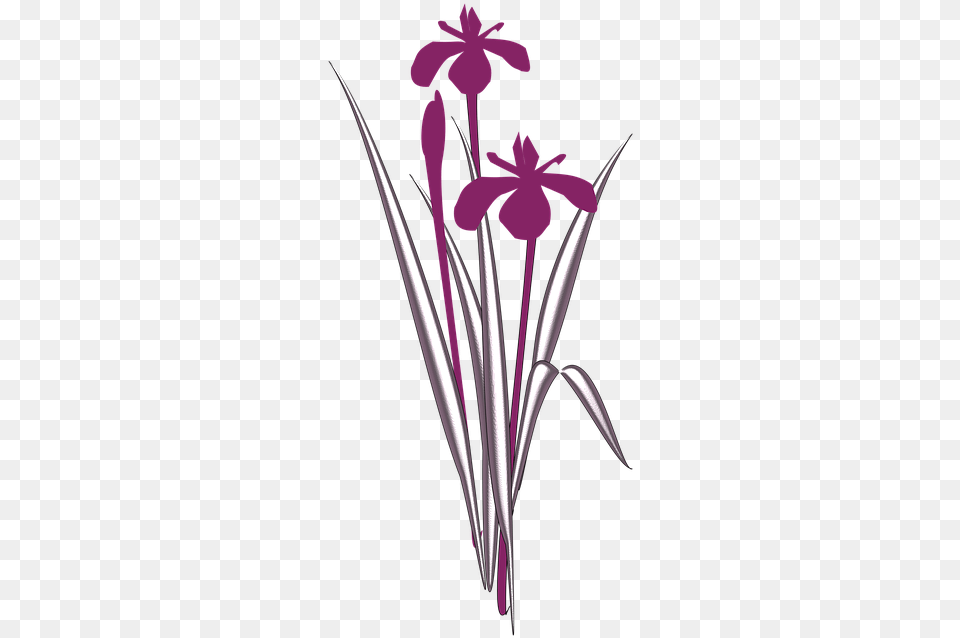 Simple Iris Clip Art, Plant, Petal, Flower, Graphics Free Png