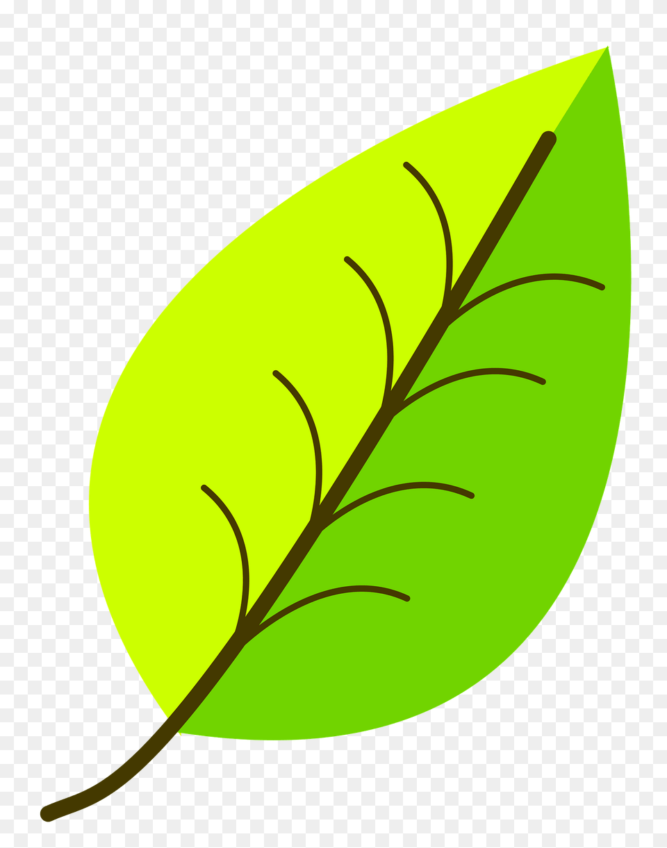 Simple Leaf With Venation Clipart, Plant Free Png