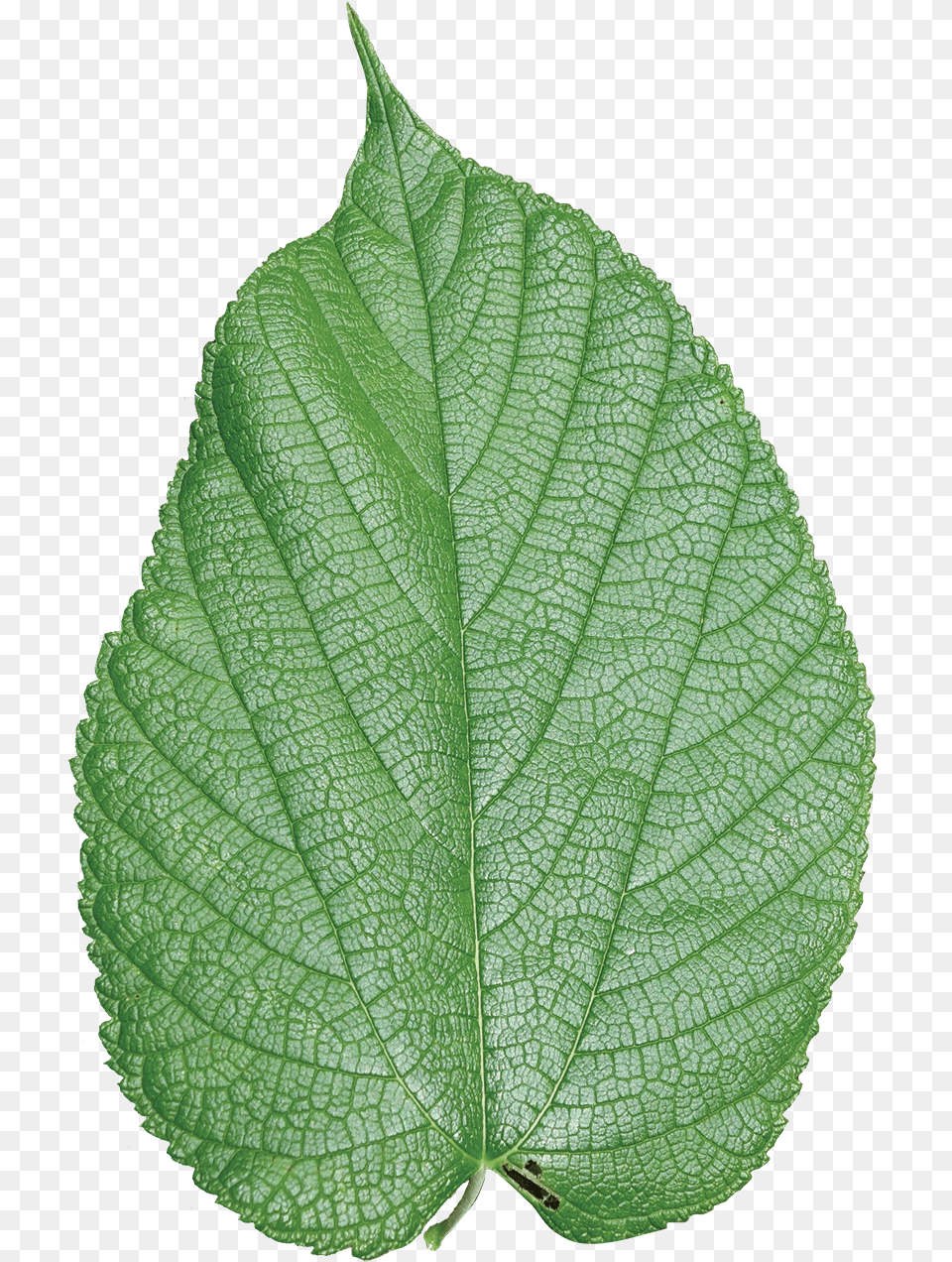 Simple Mulberry Leaf, Plant, Tree Free Png Download