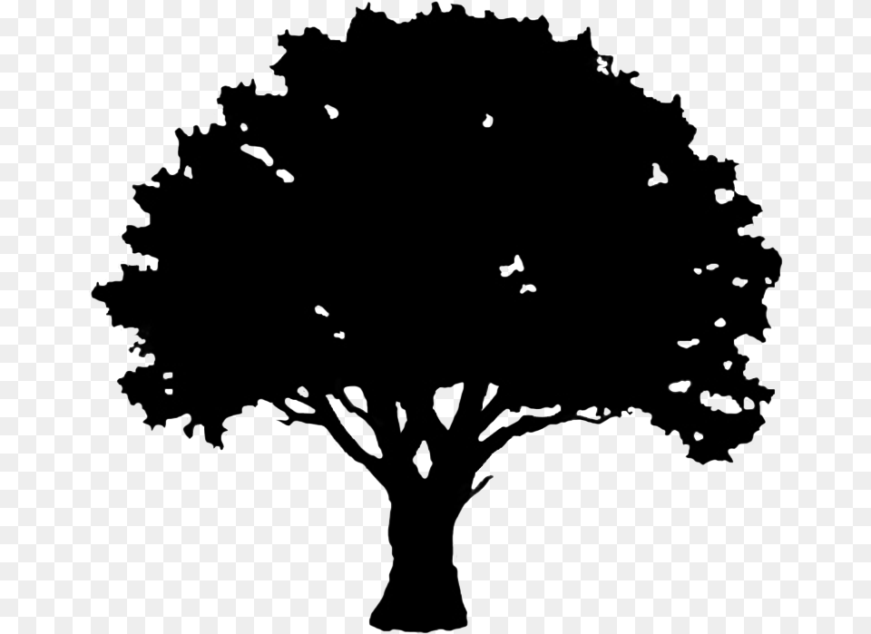 Simple Oak Tree Silhouette, Plant, Art, Drawing, Blackboard Png Image