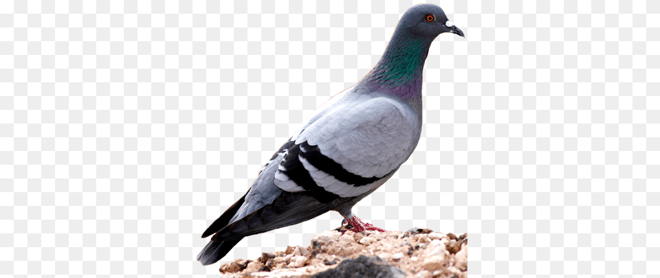 Simple Piegon Images Pigeon Full Information And Pigeon Nipper Wringer, Animal, Bird, Dove Free Png Download
