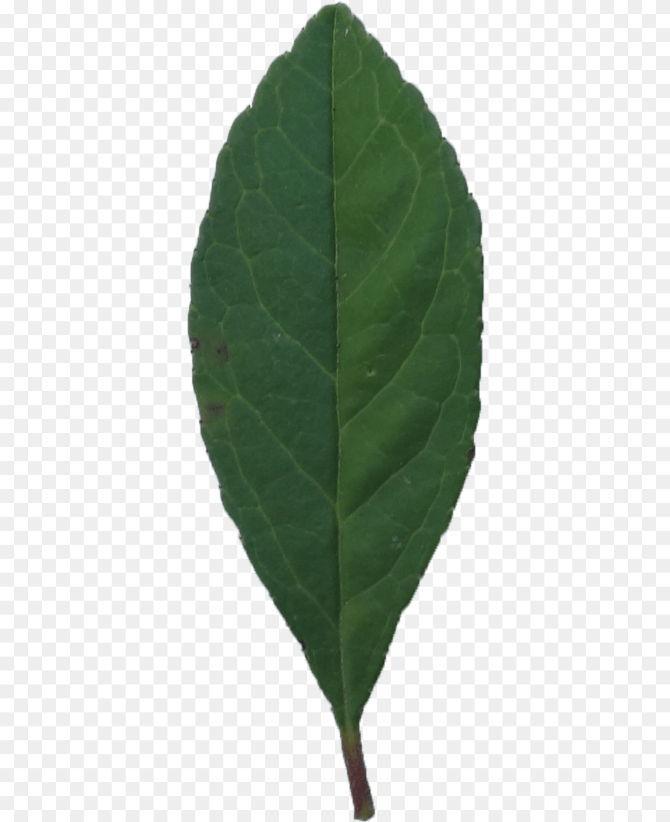 Simple Plant Pathology, Leaf Free Transparent Png