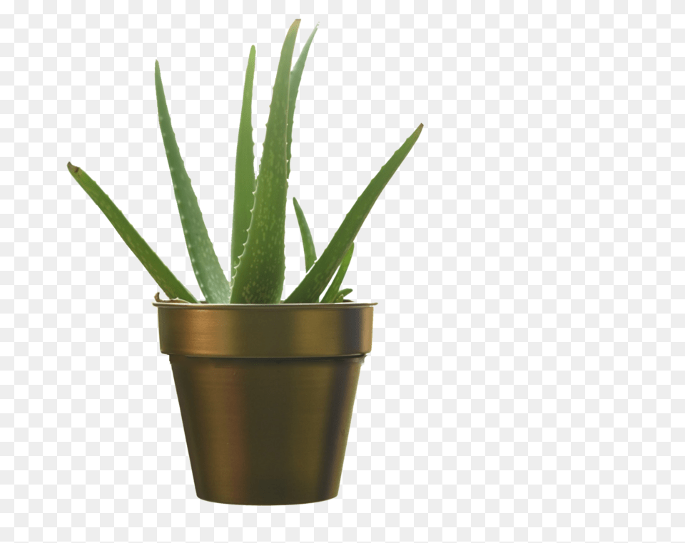 Simple Planterpot In Gold Finish Flowerpot, Plant, Aloe Png Image