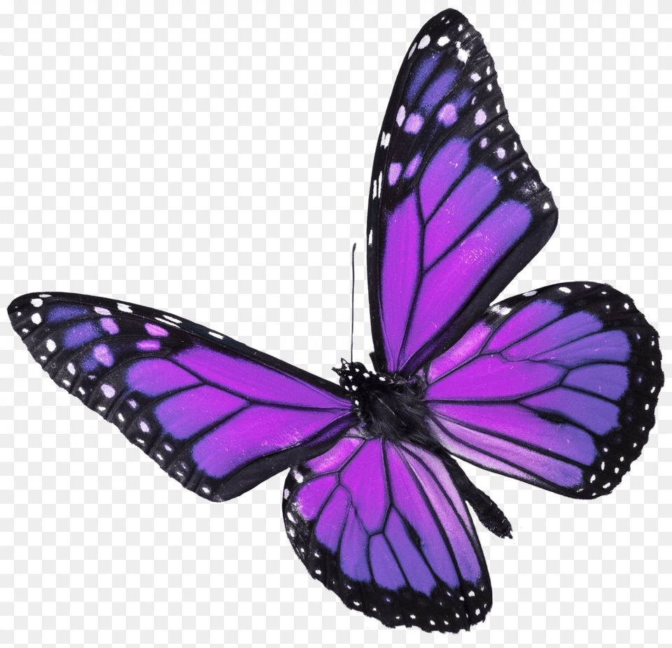 Simple Real Pictures Of Butterflies Popular Butterfly Butterfly On White Background, Purple, Animal, Insect, Invertebrate Free Png Download