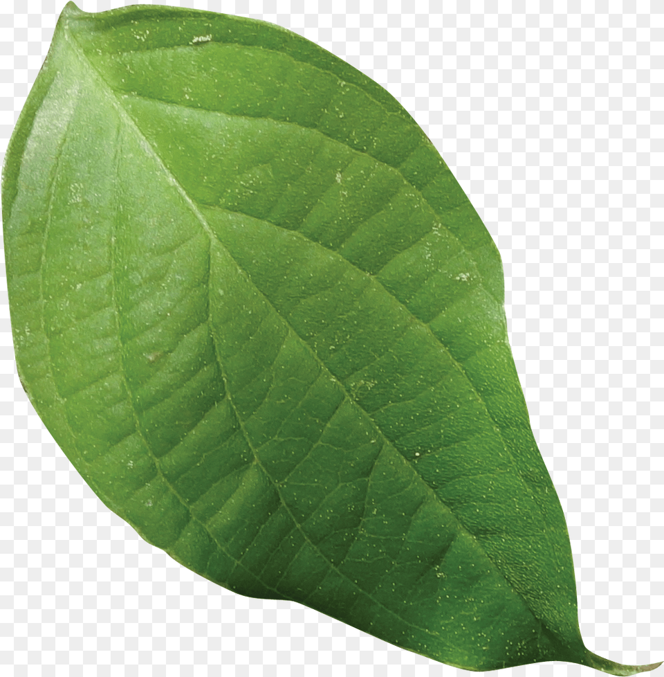 Simple Saman, Leaf, Plant, Flower Png