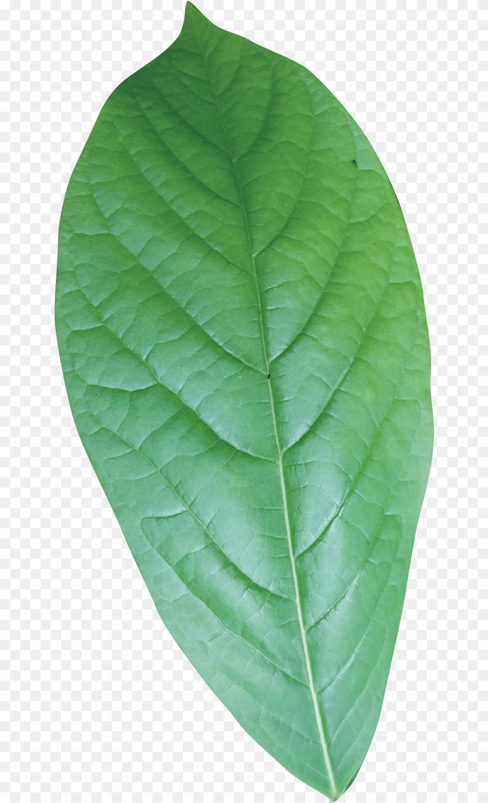 Simple Single Green Leaves, Leaf, Plant, Tree Png