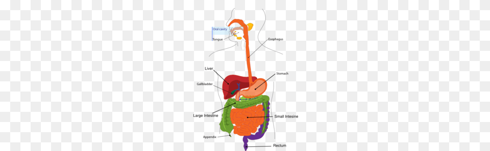 Simplified Digestive System Clip Art, Bow, Weapon Free Png
