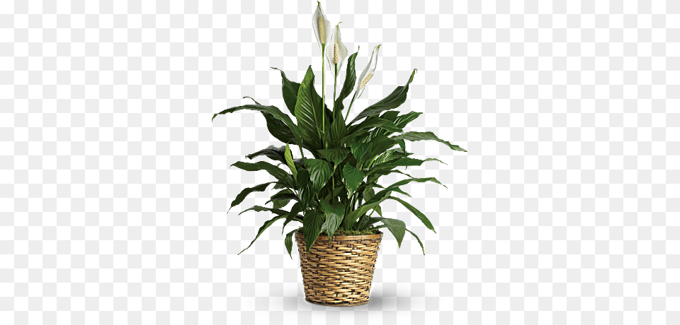 Simply Elegant Spathiphyllum, Flower, Jar, Plant, Planter Free Transparent Png