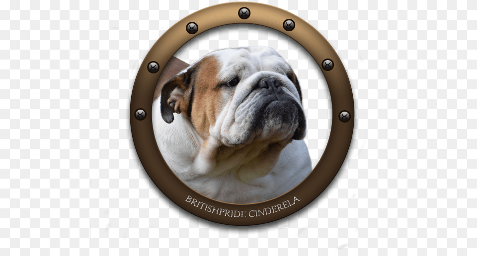 Simplydoor Patty Labelle Britishpride Cinderella Nobozz Australian Bulldog, Animal, Canine, Dog, Mammal Free Transparent Png