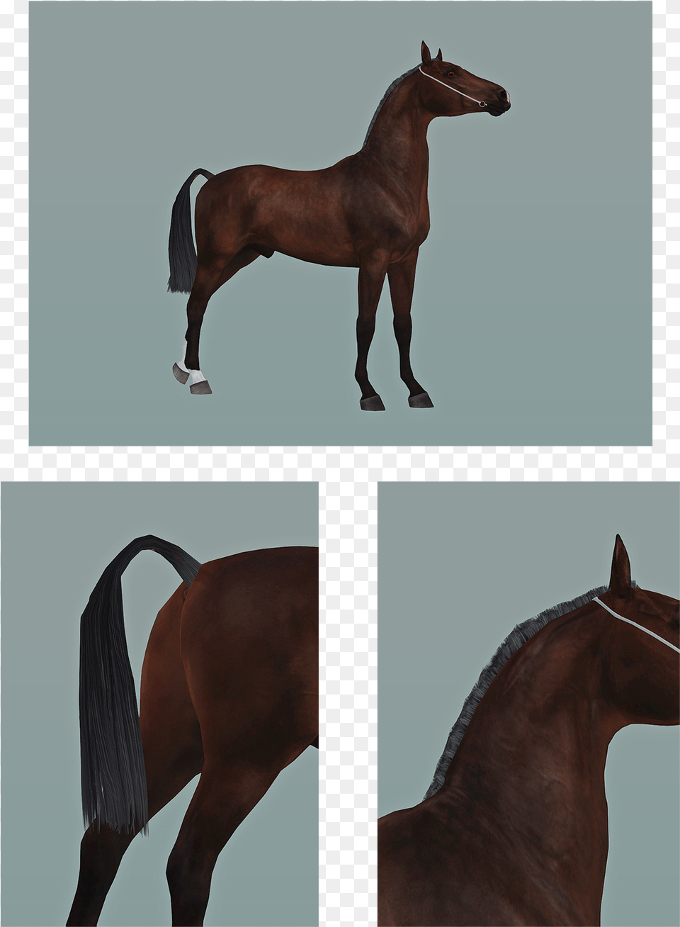 Sims 3 Roached Mane, Animal, Colt Horse, Horse, Mammal Png