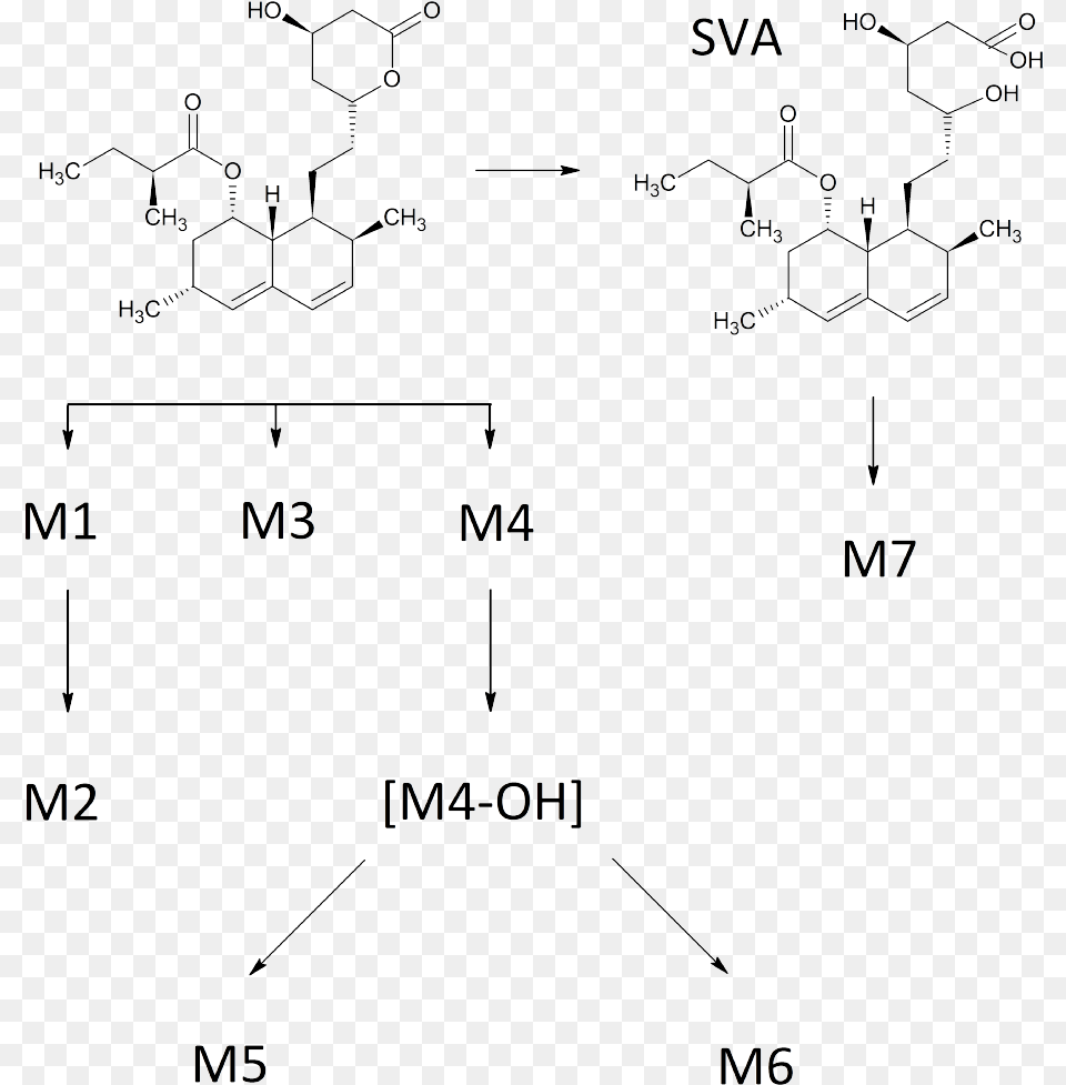Simvastatin Metabolic Pathway Simvastatin Metabolism Pathway, Nature, Outdoors, Diagram Png Image
