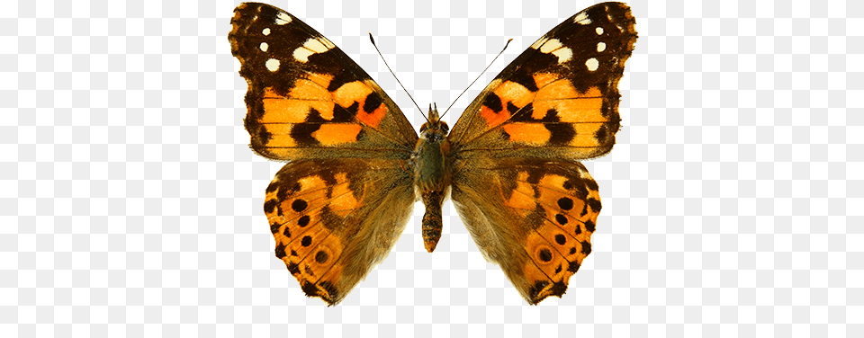 Sin Embargo La Delicada Belleza De Las Alas De Mariposa Painted Lady Butterfly, Animal, Insect, Invertebrate Png Image