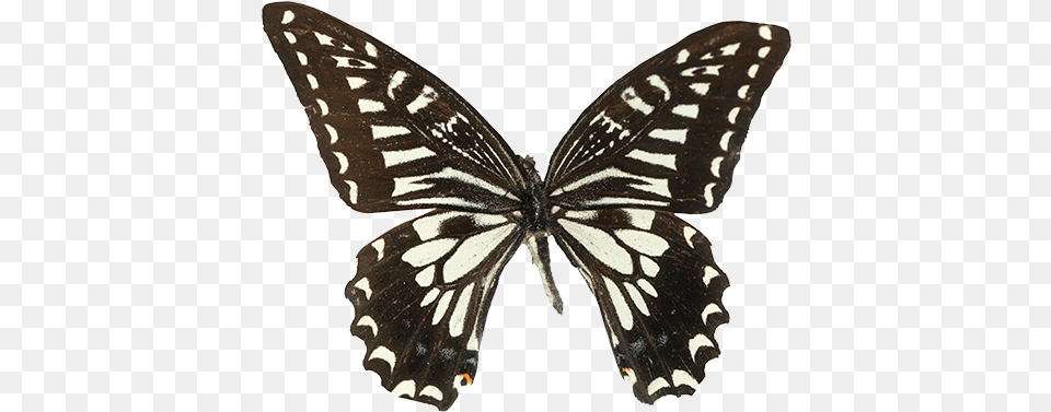 Sin Embargo La Delicada Belleza De Las Alas De Mariposa Papilio Xuthus, Animal, Insect, Invertebrate, Butterfly Free Png