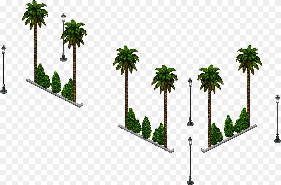 Sin Limo Sabal Palmetto, Palm Tree, Plant, Tree, Vegetation Png Image