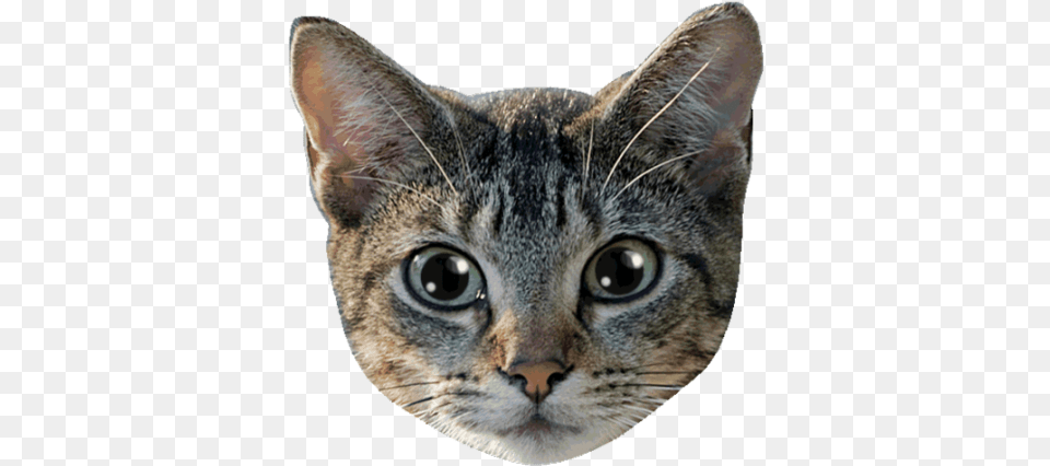 Sina Weibo Animals In English Urdu Background Cat Face, Abyssinian, Animal, Mammal, Pet Png Image