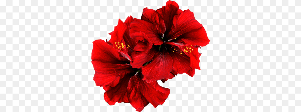 Since 1980 Fppi Was Established As A Family Business Vitroleros De Agua Jamaica, Flower, Plant, Geranium, Hibiscus Free Transparent Png