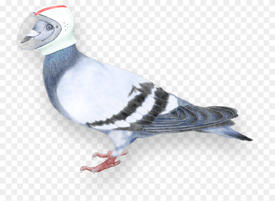 Since 2006 We39ve Been Bringing Digital Know How User Focused Blue Jay, Animal, Bird, Pigeon, Dove Free Transparent Png
