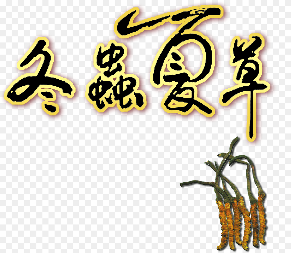 Sinensis About Cordyceps Sinensis Culture Tradition Yellow, Text Free Png