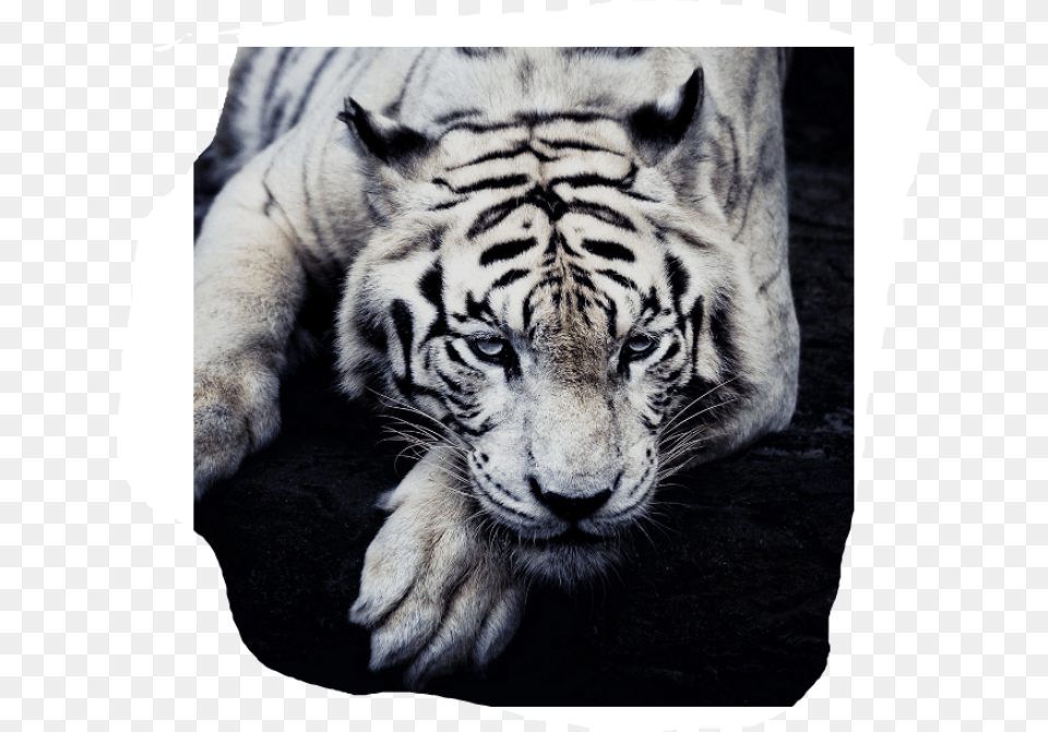 Singapore Zoo, Animal, Mammal, Tiger, Wildlife Png Image