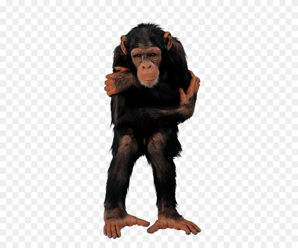 Singes Clipart Clip Art And Belle, Animal, Ape, Mammal, Monkey Png