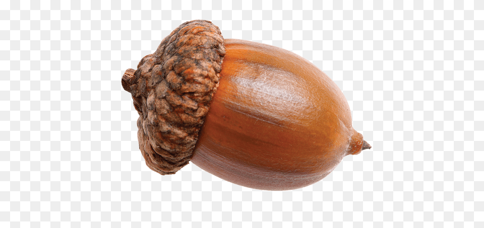 Single Acorn, Food, Nut, Plant, Produce Png Image