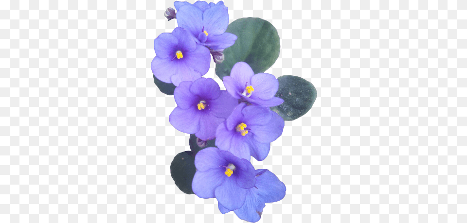 Single African Violet Flower, Geranium, Plant, Petal, Anther Png Image
