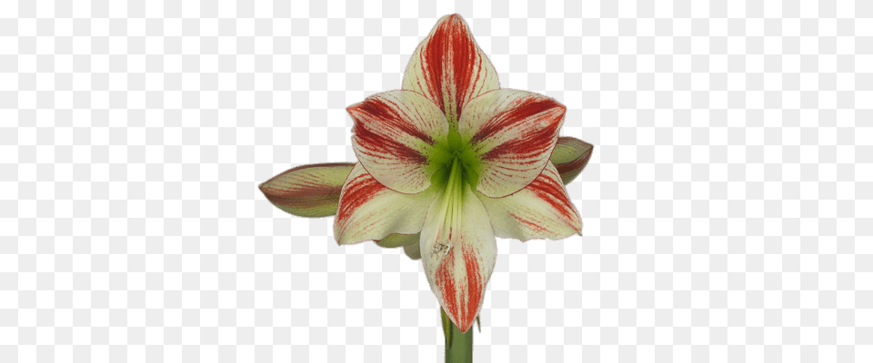 Single Amaryllis, Flower, Plant Free Png Download
