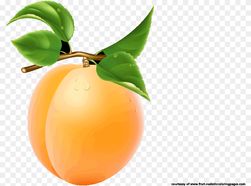 Single Apricot Single Fruits Images With Names, Food, Fruit, Plant, Produce Png Image