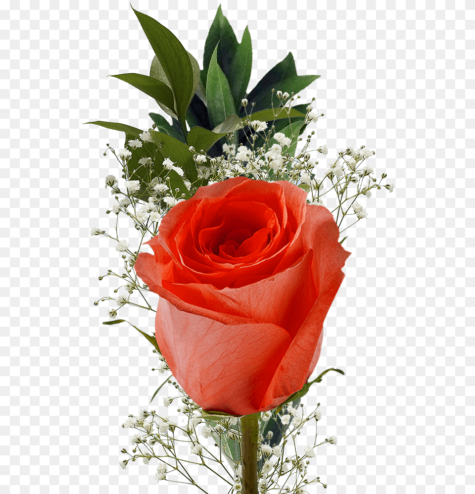 Single Assorted Color Roses Filler Flowers For Mother Single Flowers, Flower, Flower Arrangement, Flower Bouquet, Plant Png