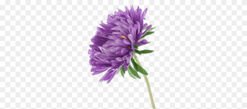 Single Aster, Dahlia, Flower, Plant, Purple Free Transparent Png