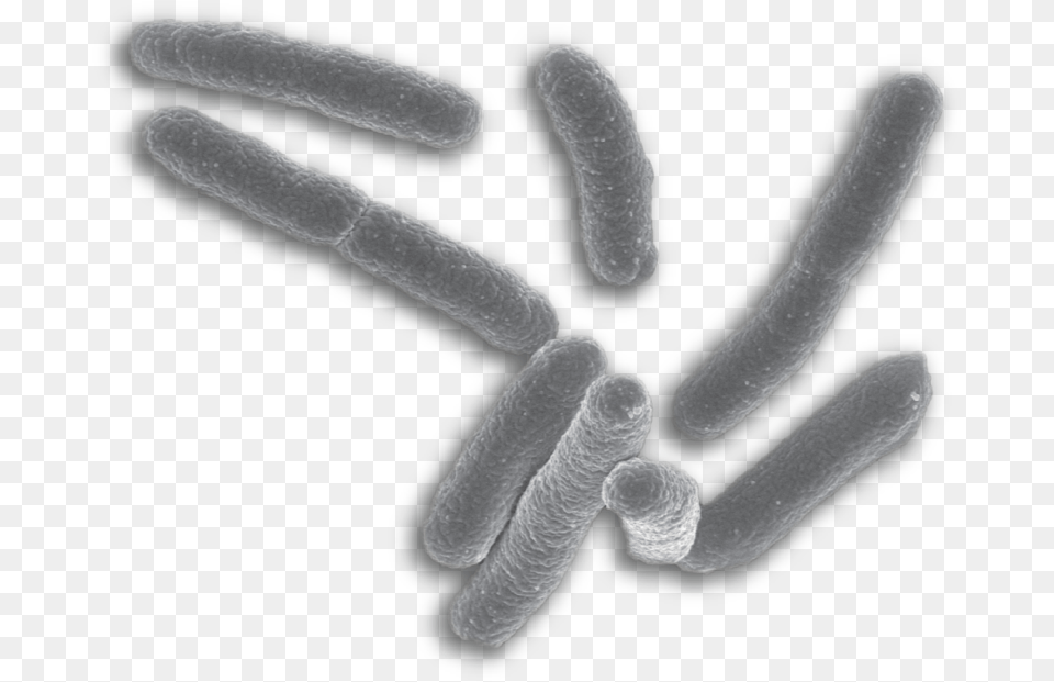 Single Bacteria Background Free Transparent Png