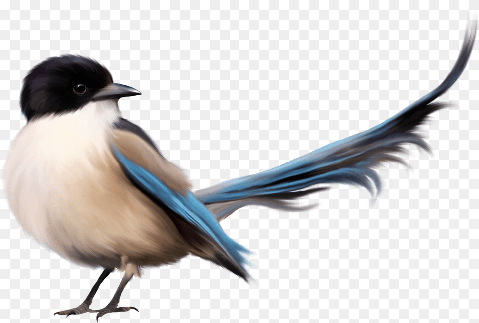 Single Bird Image Decoracin De Hojas De Cuaderno, Animal, Jay, Magpie Free Png