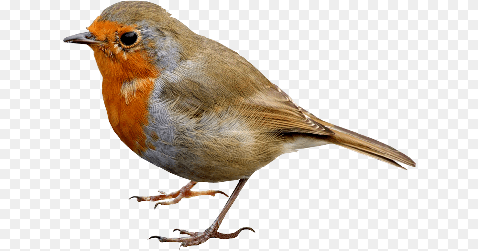 Single Bird Transparent Robin Bird, Animal Free Png Download