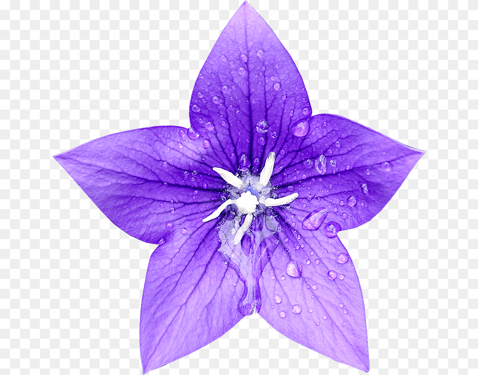 Single Blue Bell Flower, Petal, Plant, Purple, Anther Free Png
