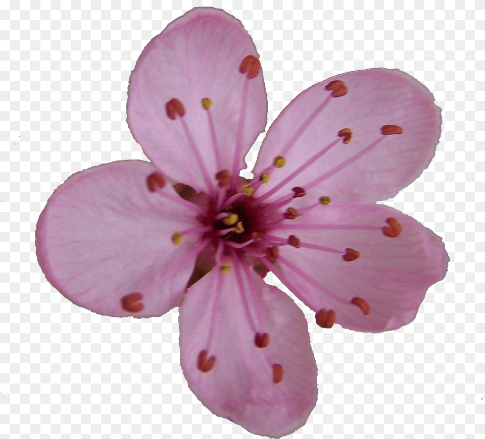 Single Cherry Blossom Flower Drawing, Plant, Petal, Cherry Blossom, Anther Png Image