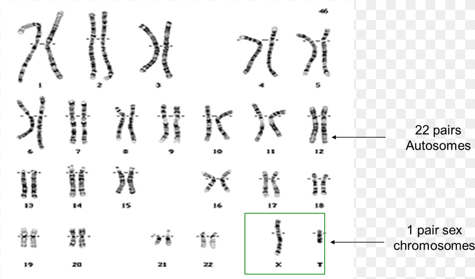 Single Chromosome Clip Art At Clker Gene Hunter The Story Of Neuropsychologist Nancy Wexler, Text, Number, Symbol, Handwriting Free Png Download