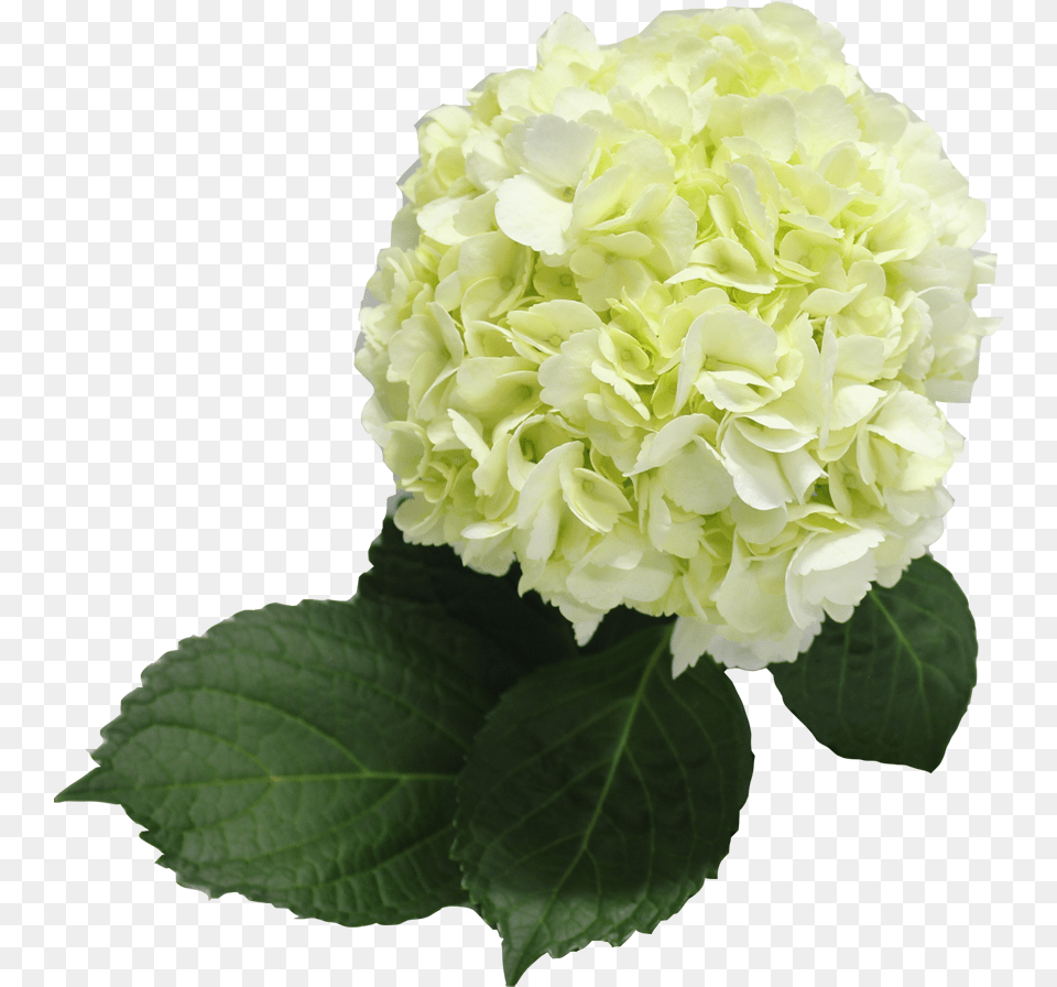 Single Color Box For Natural Hydrangeas Full Hydrangea, Plant, Flower, Flower Arrangement, Flower Bouquet Free Transparent Png